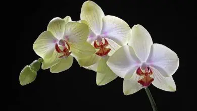 Photo of Plantas de orquídea