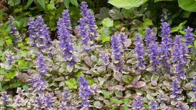 Photo of Plantas herbáceas perenes