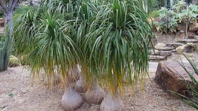 Photo of Plantas comedoras de fumaça