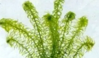 Photo of Plantas oxigenantes