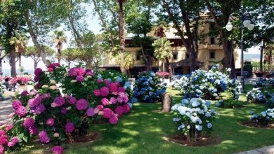 Photo of Plantas para canteiros de flores