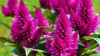 Photo of Plantas para jardins