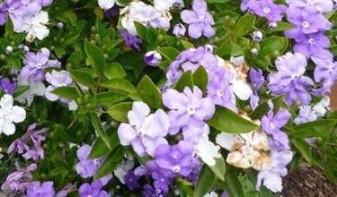 Photo of Plantas para terraço