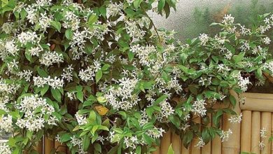 Photo of Plantas trepadeiras em flor