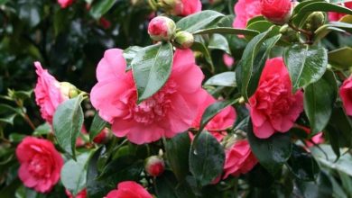 Photo of Plantas de vaso perenes