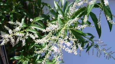 Photo of Plantas verdes ao ar livre