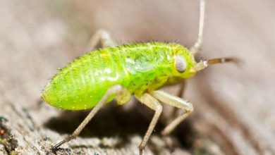 Photo of Remédios naturais para piolhos de plantas