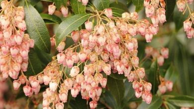 Photo of Pieris