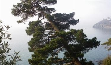 Photo of Monterey Pine
