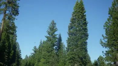 Photo of Pinus lambertiana