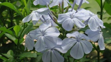 Photo of Plumbago (Plumbago auriculata)