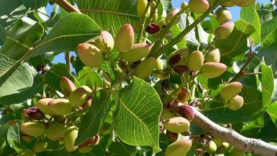 Photo of variedades pistache e porta-enxertos: Como escolher o mais adequado