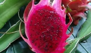 Photo of Pitahaya – Hylocereus spp.