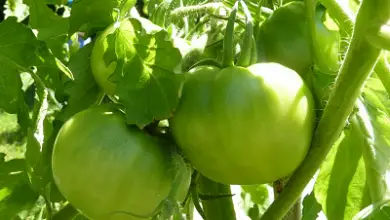 Photo of I Pragas de tomate Mais Comuns: Controle de Prevenção e ecológica