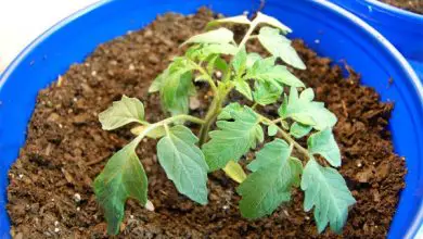 Photo of profundidade de plantio de sementes para plantar vegetais Como?