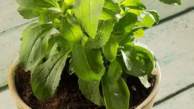 Photo of Como planta Stevia a partir de mudas, estacas e Sementes e como podar rápido Você utilizando-o