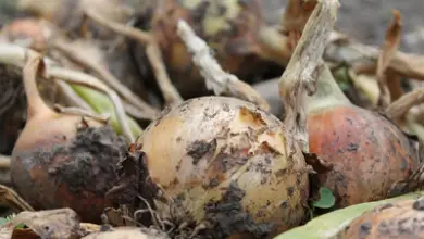 Photo of recipientes de cultura de cebola não Jardim em urbana ecológica