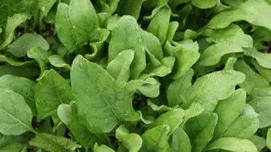 Photo of 7 Vegetais e legumes que crescem Neste PODE rápido Você verão em SUA Horta Orgânica