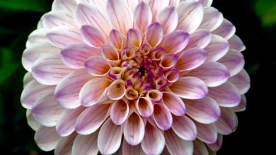Photo of Plantas de casa [32 Exemplos, tipos e Nomes]