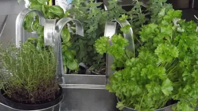 Photo of 28 plantas Medicinais e aromáticas para crescer em Casa