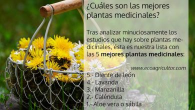 Photo of Estas plantas como São Melhores Medicinais