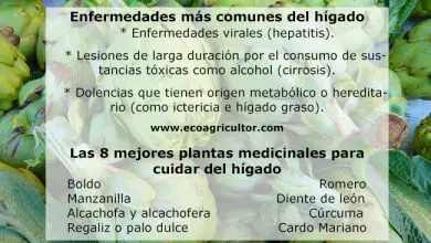 Photo of Como 8 Melhores plantas Medicinais fazer Fígado cuidados