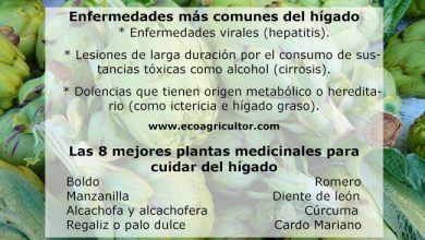 Photo of Como 8 Melhores plantas Medicinais fazer Fígado cuidados