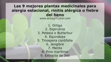 Photo of 9 As Melhores NA plantas Medicinais para alergia de primavera, alérgicas rinite febre OU dois fénos