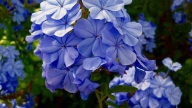 Photo of Plumbago capensis