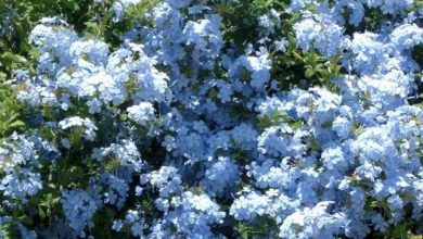 Photo of Planta de plumbago