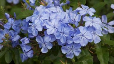 Photo of Plumbago