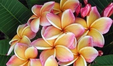 Photo of Plumeria rubra