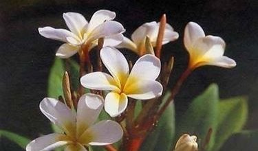 Photo of Plumeria