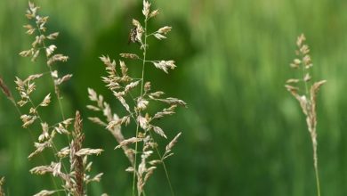 Photo of Poa pratensis