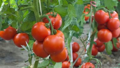 Photo of Doenças do tomate