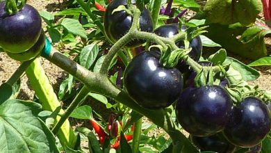 Photo of Tomates pretos