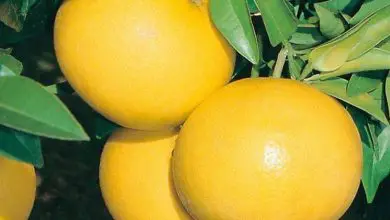 Photo of Pompelmo – Citrus paradisi