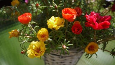 Photo of Portulaca oleracea