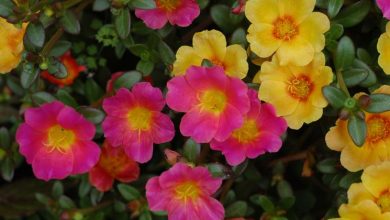 Photo of Planta de portulaca