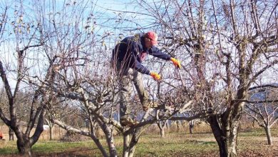 Photo of Podar árvores frutíferas