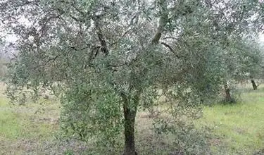 Photo of Árvores de poda