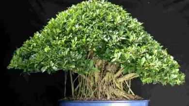 Photo of Ameixa de bonsai ficus