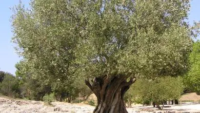 Photo of Podar as oliveiras