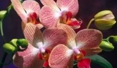 Photo of Podar as orquídeas