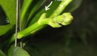 Photo of Podar orquídeas