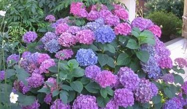 Photo of Poda de hortênsias – Hydrangea macrophylla