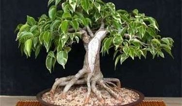 Photo of Poda de bonsai ficus