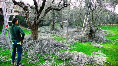 Photo of Vídeo de poda de oliveira