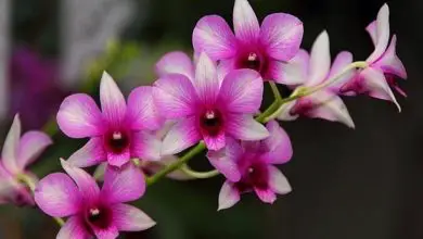 Photo of Poda de orquídea