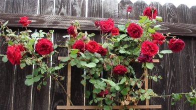 Photo of Poda de rosas trepadeiras